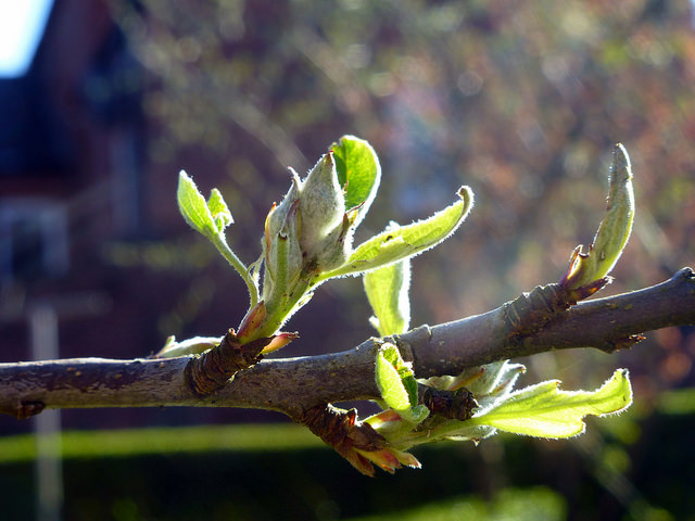 Light in my garden