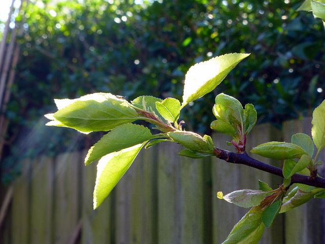 Light in my garden