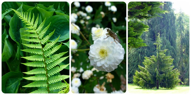 Rowallane National Trust May16